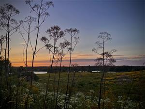 Nature Category: Cheryl Connolly 