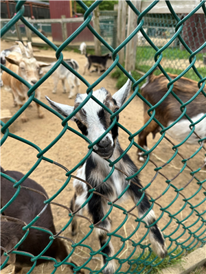 Animal Category: Katie Roy