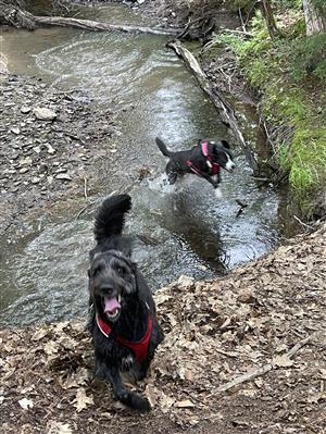 Animal Category: Terri Villacci