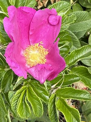 Nature Category: Amander Wotton