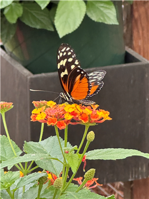 Nature Category: Katie Roy