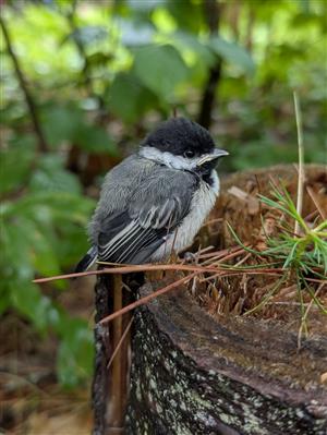 Nature Category: Sarah Davenport 