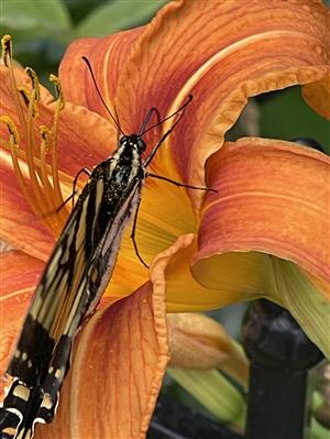 Nature Category: Terri Villacci 