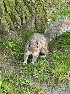 Animal Category: Katie Roy